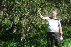 Գետաթաղում խնձորի առատ բերք է աճել. իսկ ո՞վ է Սյունիքում զբաղվում մրգի իրացման հարցով