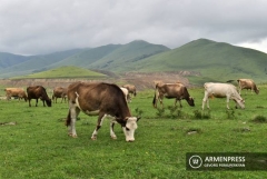 Արաբական երկրները հետաքրքրված են Հայաստանից մանր և խոշոր եղջերավոր անասունների ներկրմամբ