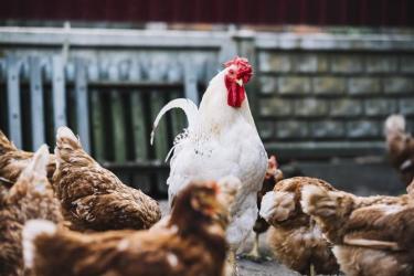 Արգելվել է թռչնի ու թռչնամթերքի ներմուծումը Ուկրաինայի Վիննիցայի տարածաշրջանից