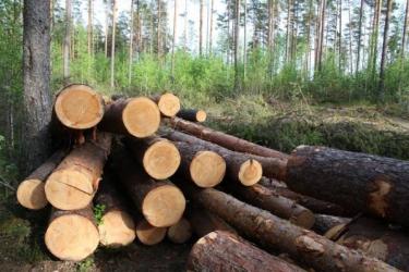 ԲԸՏՄ-ն Սյունիքի անտառտնտեսության տարածքում հայտնաբերել է 15 հատված բոխի