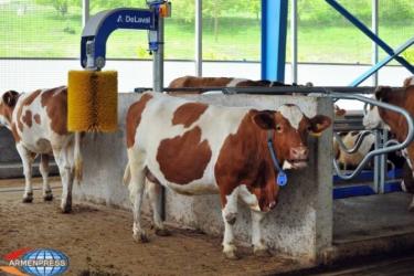 Հաստատվեց ՀՀ-ում խոշոր եղջերավոր կենդանիների համարակալման և հաշվառման ծրագիրը