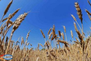 Կառավարությունը հաստատեց աշնանացան ցորենի արտադրության խթանման աջակցության ծրագիրը
