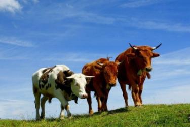 Նպատակահարմար ենք գտնում շարունակելու օտարերկրյա պետություններից տոհմային երինջների ներմուծումը. ԱՀ գյուղնախարար