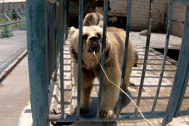 3 արջերը շարունակում են տանջվել Սիսիանի Resort MJA հանգստյան գոտում․ «Daily mail» (լուսանկարներ)