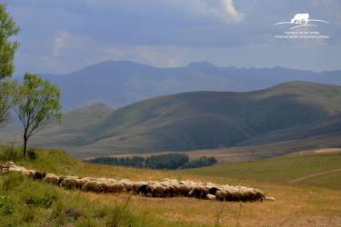 ՀԵՐԹԱՓՈԽԱՅԻՆ ԿԱՐԳՈՎ ԱՐԱԾԵՑՈՒՄ