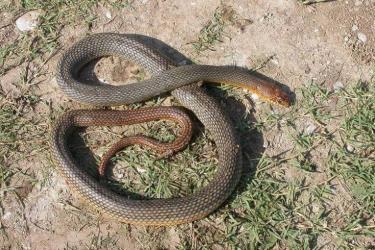 Կապանի շենքերից մեկի 4-րդ հարկում իժ տեսակի օձ է հայտնաբերվել