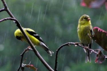 Ապրիլի 6-ին շրջանների զգալի մասում սպասվում է անձրև և ամպրոպ