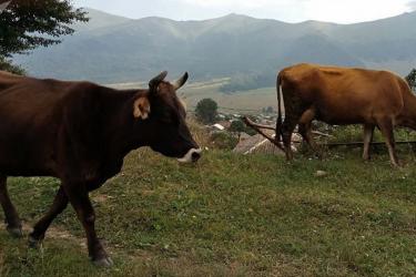 Կովերը կշատանան Հայաստանում. կառավարությունն արտոնյալ վարկեր կտրամադրի գյուղացիներին