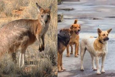 Երեւանի կենդանաբանական այգում շները կերել են երեք կենգուրու