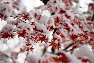 Դեկտեմբերը կլինի սովորականից տաք, ջերմաստիճանը՝ նորմայից բարձր, տեղումները՝ նորմայից շատ. Սուրենյան