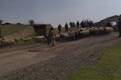 Ադրբեջանցիները վերադարձրել են Կոռնիձորի բնակչի 106 գլուխ ոչխարները