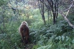 Եզակի տեսարան. Գորշ արջը Սյունիքում հայտնվել է տեսախցիկների առջեւ