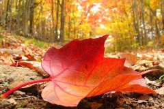 Օդի ջերմաստիճանն աստիճանաբար կբարձրանա