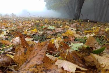  Վաղվանից որոշ շրջաններում թույլ անձրևներ են սպասվում, օդի ջերմաստիճանը շաբաթավերջին կնվազի