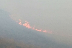 Արցախի խաղաղ բնակավայրերը թիրախավորելուց բացի, ադրբեջանաթուրքական ուժերն Արցախի գրեթե բոլոր շրջանների անտառային գոտիներում կիրառում են հրկիզող հրթիռներ