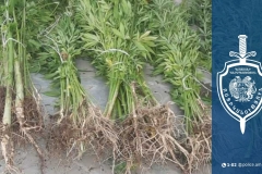 Բռնակոթ գյուղի բնակչի տնամերձ հողամասում հայտնաբերվել է կանեփի 245 բույս․ Սիսիանի համայնքային ոստիկանների բացահայտումը