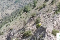 «Կապանի անտառտնտեսություն» մասնաճյուղի տարածքում, արդեն ակնառու է կենդանական աշխարհի շարժը. տեսանյութ