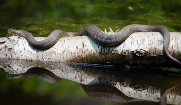 Օձերի ակտիվություն է նկատվում