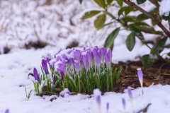Ձյուն է գալու, առանձին հատվածներում կուղեկցվի բքով, ճանապարհներին կդիտվի մերկասառույց