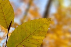 Լեռնային մարզերում օդում սպասվում է 0․․․-2 աստիճան ցուրտ