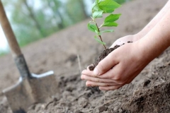 Հայաստանի Հանրապետության ողջ տարածքում կիրականացվի համապետական ծառատունկ