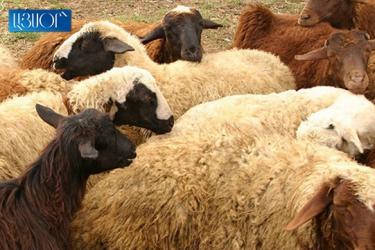 Հայաստանում ծրագրում են ավելացնել ոչխարների և այծերի գլխաքանակը