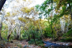 Տարածվող լուսանկարում պատկերված տարածքը «Սոսու պուրակ» արգելավայրը չէ և չի գտնվում ՀՀ տարածքում. պարզաբանում