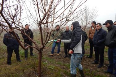 Պտղատու ծառերի էտը