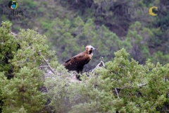 Հայաստանի ամենամեծ անգղը. Պոպուլյացիան դրական միտում է արձանագրում (ֆոտո)