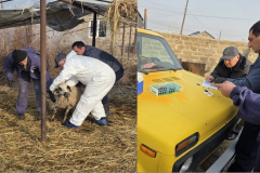 Ժանտախտ հիվանդության շճահետազոտության ծրագրի շրջանակում սկսվել են մանր եղջերավոր կենդանիների արյունառման աշխատանքներ. ՍԱՏՄ