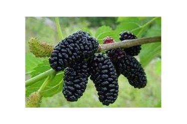 Թթի փառատոնը տեղի կունենա սույն թվականի հուլիսի 6-ին