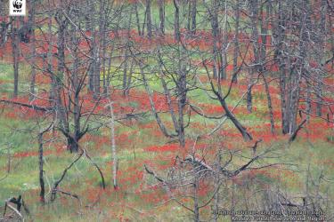 «Խոսրովի անտառ»-ի 2 տարի առաջ այրված հատվածը սկսել է ծաղկել