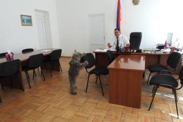 Արջուկը մտել է «Դիլիջան» ազգային պարկի գրասենյակ