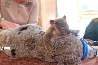 «Մայրիկ չլքես ինձ». լուսանկար Ավստրալիայի հրդեներից, որը ցնցել է ամբողջ համացանցը