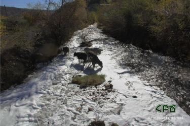 Կովերը խմում են Արծվանիկի պոչամբարից դուրս եկող հոսքաջրերը. ՀԲՃ-ն դիմել է պետական կառույցներին