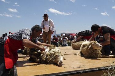 Ոչխար խուզելու փառատոնն այս տարի տեղի կունենա հինգերորդ անգամ  