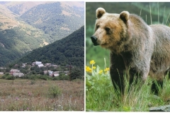 Արջերը գրոհ են սկսել. կաթնառատցիները ոստիկանությունից ակնկալում են անվտանգության ապահովում