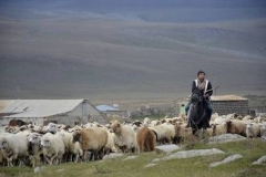 «Հրապարակ». Բարձրացել ա անասունների հետեւից՝ տեսել ա վրանները
