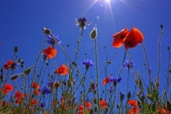 Օդի ջերմաստիճանն օգոստոսի 30-31-ին աստիճանաբար կբարձրանա 3-5 աստիճանով