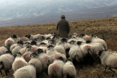 Ադրբեջանցիները հերքում են, թե ոչխար են առևանգել և հրաժարվում են վերադարձել Տեղ համայնքի հովվի 350 ոչխարը
