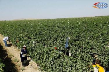 Նախարարությունը մանրամասներ է ներկայացնում գյուղատնտեսական վարկերի տոկոսադրույքների սուբսիդավորման ծրագրի վերաբերյալ