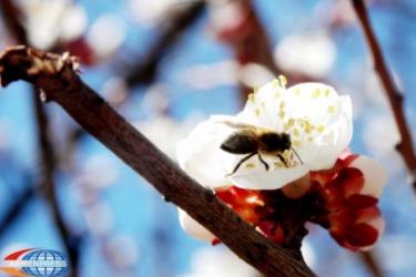 Ցրտերն արդեն անցյալում են, և օդի ջերմաստիճանը սկսել է ինտենսիվ բարձրանալ. Գագիկ Սուրենյանը մանրամասներ է ներկայացնում