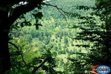 Բնապահպանության նախարարությունն առաջարկում է խստացնել ապօրինի անտառահատումների համար սահմանված պատիժները