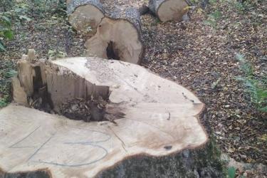 Բնապահպանության և ընդերքի տեսչական մարմնի աշխատակիցները հայտնաբերել են ապօրինի հատված 56 ծառ