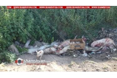 Արտակարգ իրավիճակ Սյունիքի մարզի Կոռնիձոր գյուղում. բնակիչներն ահազանգում են՝ աֆրիկյան խոզի ժանտախտի պատճառով խոզերը սատկում են . ՖՈՏՈՌԵՊՈՐՏԱԺ