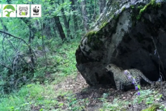 Սյունյաց լեռների պահապանը. «Զանգեզուր» կենսոլորտային համալիրում արձանագրվել է Կովկասյան ընձառյուծ