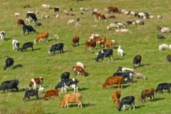 Հարթաշեն գյուղից 31 գլուխ խոշոր եղջերավոր անցել է Սև լճի հարակից տարածք