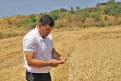 Կապան համայնքում մեկնարկել է ցորենի բերքահավաքը