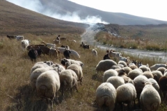 Արավուս բնակավայրի սահմանից գողացած ոչխարները ադրբեջանցիները վերադարձրել են