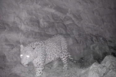 Վայոց Ձորում տեսախցիկը կրկին ընձառյուծ է ֆիքսել